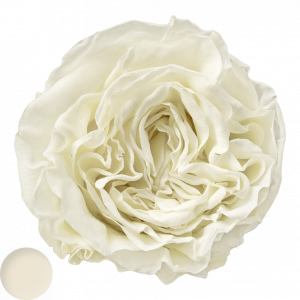 Romantic Ivory